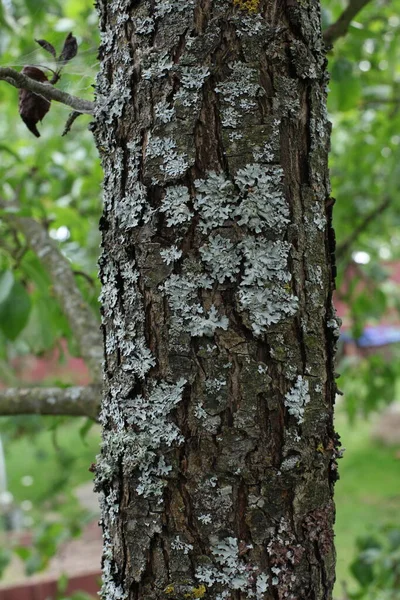 Tronco Albero Con Legno Funghi — Foto Stock