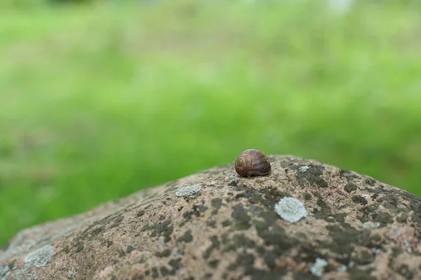 Caracol Común Una Piedra Con Musgo Sobre Fondo Verde Día — Foto de Stock