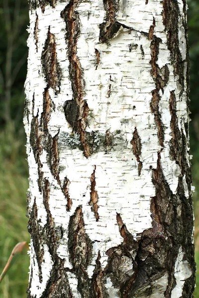 夏天的一天 一棵大桦树的树干 — 图库照片