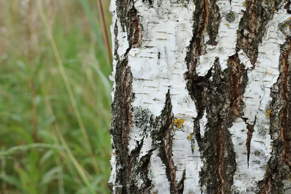 Tronco Uma Grande Árvore Vidoeiro Dia Verão Bétula Árvore Floresta — Fotografia de Stock