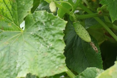 Beyaz bir melek tipi salatalık, sarı çiçeklerin arasında yaprakların arasında. Açık havada bahçede salatalık çeşitlerinin melez yatağı. Sistemde salatalık belası var. Boş alan. Boşluğu kopyala.