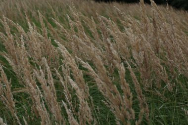 Çiçek tarlası, pembe çiçekler, tarla arkaplanı, çiçek arkaplanı