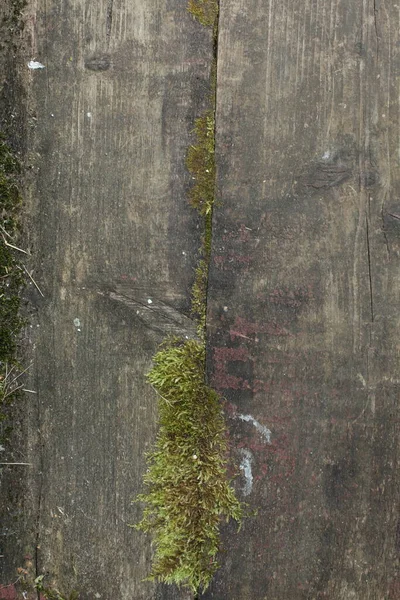 Querschnitt Durch Den Baum Moos — Stockfoto