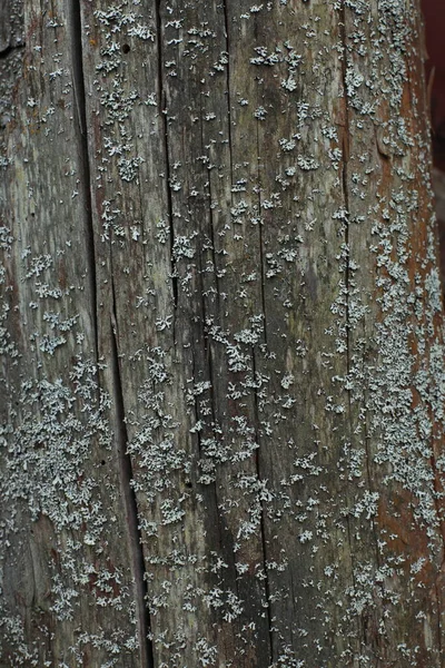 Yellow Lichen Bark Tree Tree Trunk Affected Lichen Moss Tree — Stock Photo, Image