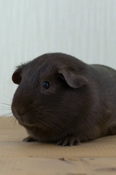 Porträt Eines Schokoladenfarbenen Glatthaarigen Meerschweinchens Nahaufnahme — Stockfoto