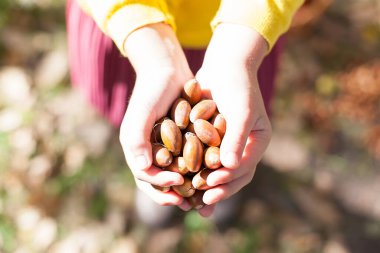 Ellerinde meşe palamudu. Meşe palamudu toplayın. Kadın eli işte. Sonbahar ormanında yürü. Çocuk el sanatları için palamutlar.