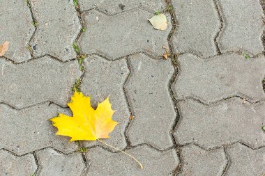 Sonbahar geliyor. Bir sonbahar akçaağaç yaprağı kaldırımda tek başına yatıyor.