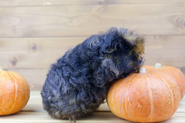 Lustige Meerschweinchen Sitzen Auf Kürbis Mit Hintergrund Der Gelben Blumen — Stockfoto