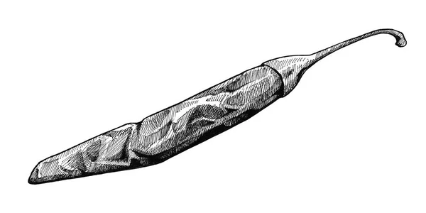 Peper pod, zwart-wit vintage inkt hand tekenen — Stockfoto