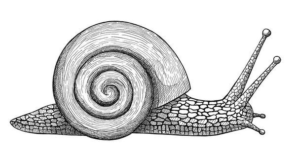 Crawling snail, ink hand drawn vintage illustration — Stock Photo, Image