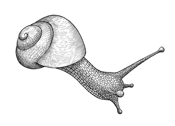달팽이 크롤 링, 잉크 손으로 그린된 빈티지 일러스트 — 스톡 사진