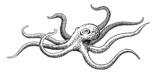 Octopus, decorative old fashioned ink hand drawing — Stock Photo, Image