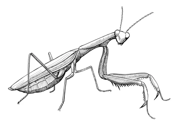 Praying mantis, ink hand drawn vintage illustration — Stock Photo, Image