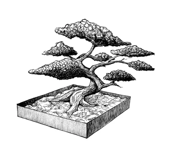 Bonsai ağacı bir kutusunda, mürekkep elle çizilmiş illüstrasyon — Stok fotoğraf