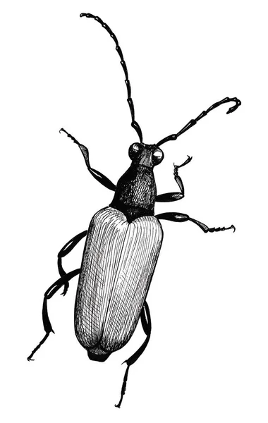 딱정벌레, 잉크 손으로 그린 흑백 그림 — 스톡 사진