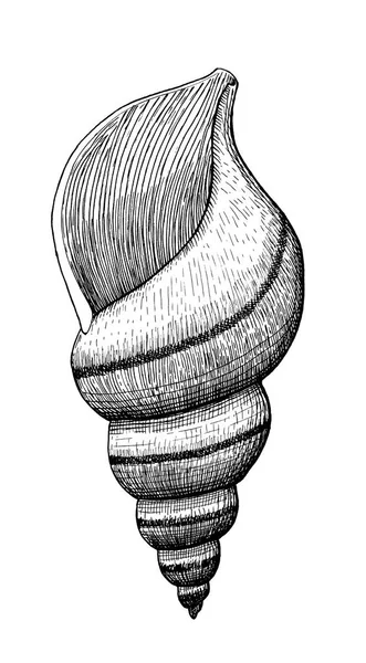 Морська оболонка, чорнило рука намальована старовинна ілюстрація — стокове фото