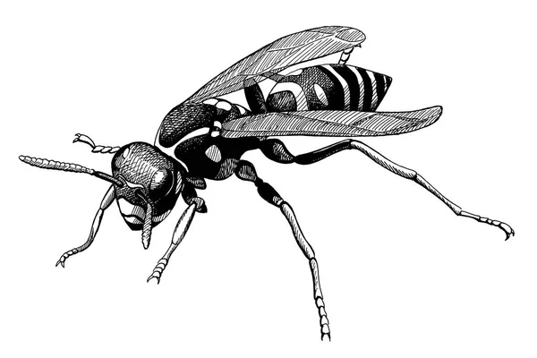 Wasp, vintage zwarte inkt hand getekende illustratie — Stockfoto