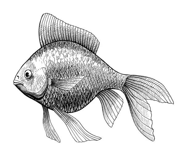 gold fish, vintage black ink hand drawn illustration