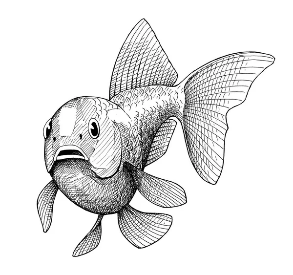 金魚、ヴィンテージ黒インク手描きイラスト — ストック写真