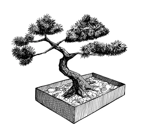 Bonsai ağacı bir kutusunda, mürekkep elle çizilmiş illüstrasyon