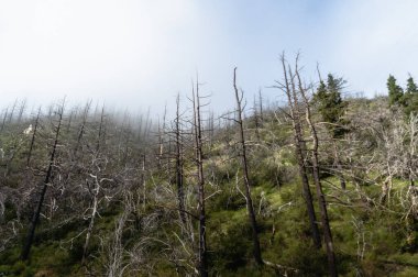 Bulutlu bir sabah sırasında, Angeles Ulusal Orman Dağlarında Yanmış Ağaçlar, CA