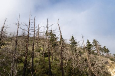 Los Angeles Ulusal Orman Dağları 'ndaki Yanmış Ağaçlar Sabah Sisi, CA