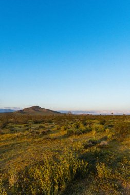 Çöl çiçekleri sabahın erken saatlerinde parıldıyor, Hi Vista, CA.