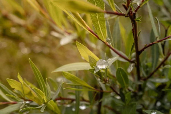 Küresel söğüt yaprakları ve güneş ışığı ile yağmur damlaları. Bokeh, seçici odak, yeşil doğal arka plan makrosu.