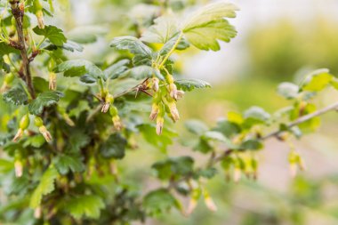 Genç yeşil bektaşi üzümü, makro doğal görüntü, bokeh ile, yumuşak odak