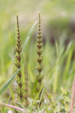 At kuyruğu yeşil çimlerde çekim yapar - arka plan doğal görüntü, seçici odak, yumuşak arkaplan ve bokeh