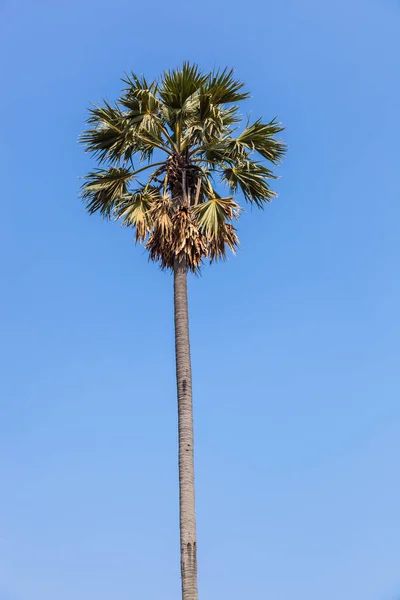 Palma Cukrowa Niebieskim Tle Nieba — Zdjęcie stockowe