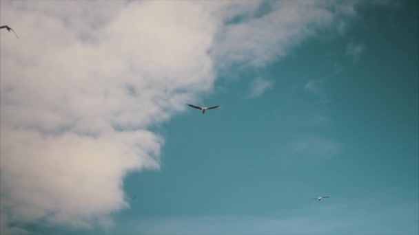Um bando de gaivotas — Vídeo de Stock