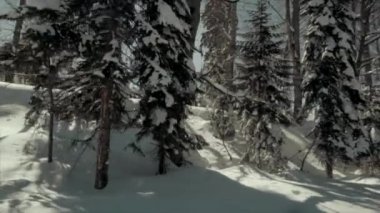 Soğuk bir akşamda karla kaplı çam ağaçları.