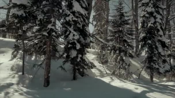 Pinhais cobertos de neve na noite gelada — Vídeo de Stock