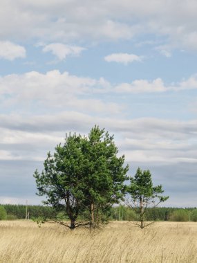 Altın bir tarlanın ortasında çam ağaçları