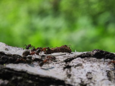Siyah ve kırmızı karıncalar bir huş ağacına yükleniyor ve koşuyor.