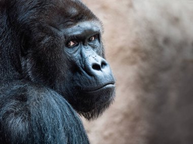 Bir Orangutan yüzü. Borneo Orangutan (orang-utan, Pongo pygmaeus) portre.