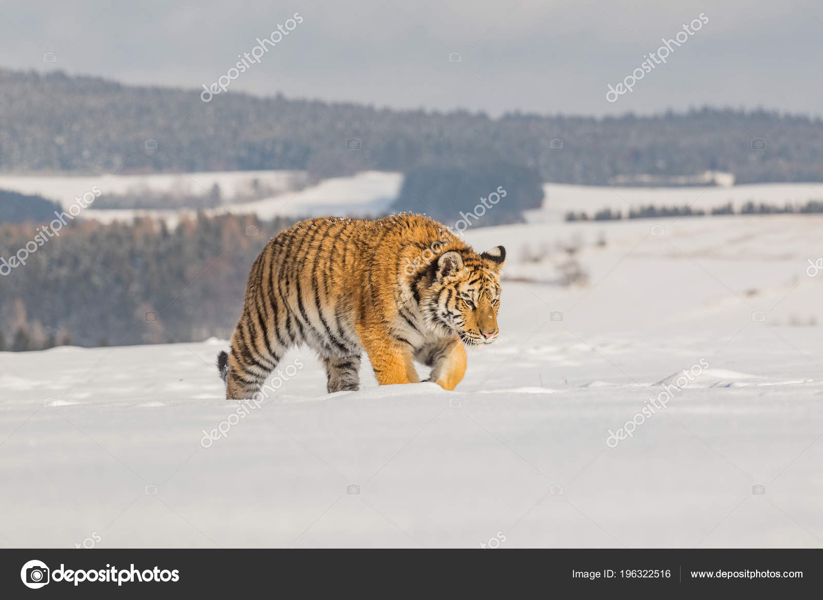 Winter’s For Hunting Prey