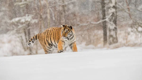 Siberian tiger jump in snow in a winter taiga. Tiger in wild winter nature. Danger animal. Siberian tiger in the winter taiga. Snowflake with beautiful Siberian tiger in tajga, Russia.