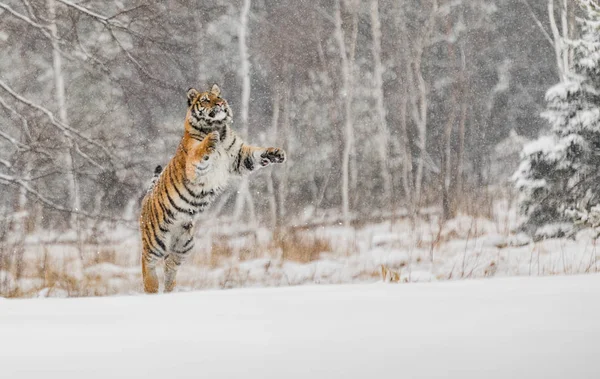 Siberian tiger jump in snow in a winter taiga. Tiger in wild winter nature. Danger animal. Siberian tiger in the winter taiga. Snowflake with beautiful Siberian tiger in tajga, Russia.