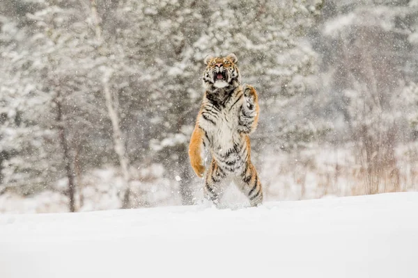 Siberian tiger jump in snow in a winter taiga. Tiger in wild winter nature. Danger animal. Siberian tiger in the winter taiga. Snowflake with beautiful Siberian tiger in tajga, Russia.