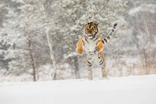 Tigre Siberiano Salta Nieve Una Taiga Invierno Tigre Naturaleza Salvaje —  Fotos de Stock