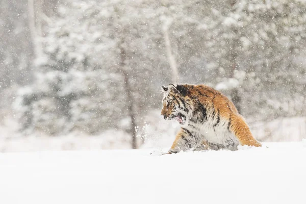 Siberian tiger jump in snow in a winter taiga. Tiger in wild winter nature.  Danger animal. Siberian tiger in the winter taiga. Snowflake with beautiful  Siberian tiger in tajga, Russia. - Stock