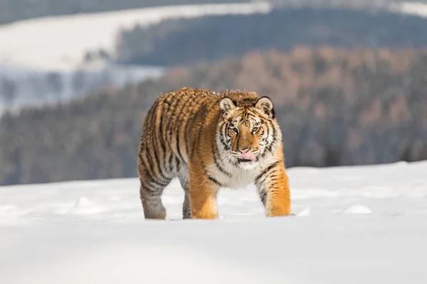 호랑이 됩니다 겨울에 Tajga에는 자연에서 타이거입니다 동물입니다 Tajga 러시아에서에서 시베리아 — 스톡 사진