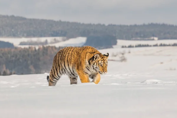 Tigre Corre Detrás Presa Caza Presa Tajga Invierno Frío Tigre —  Fotos de Stock