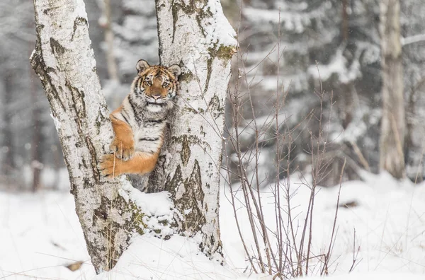Tigre Sobe Árvore Atrás Presa Caçar Presa Árvore Inverno Frio — Fotografia de Stock