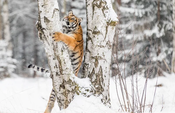 Tiger climbs the tree behind the prey. Hunt the prey on the tree in cold winter. Tiger in wild nature. Action wildlife scene, danger animal. Snowflake with beautiful Siberian tiger in tajga, Russia.