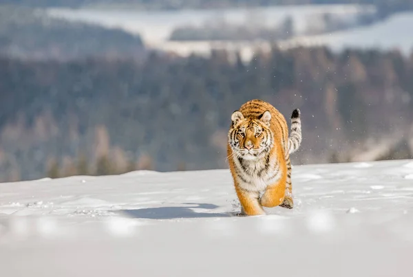 Tygrys Biegnie Zdobycz Polowanie Ofiary Tajga Zimie Zimno Tygrys Zimowej — Zdjęcie stockowe