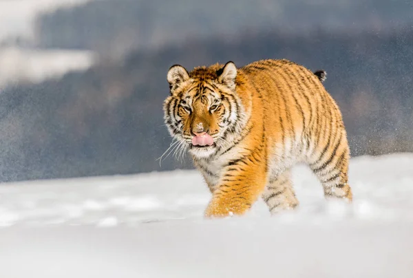 Tigre Corre Detrás Presa Caza Presa Tajga Invierno Frío Tigre —  Fotos de Stock