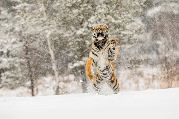 Siberian tiger jump in snow in a winter taiga. Tiger in wild winter nature. Danger animal. Big tiger in the winter taiga. Snowflake with beautiful Siberian tiger in tajga, Russia.